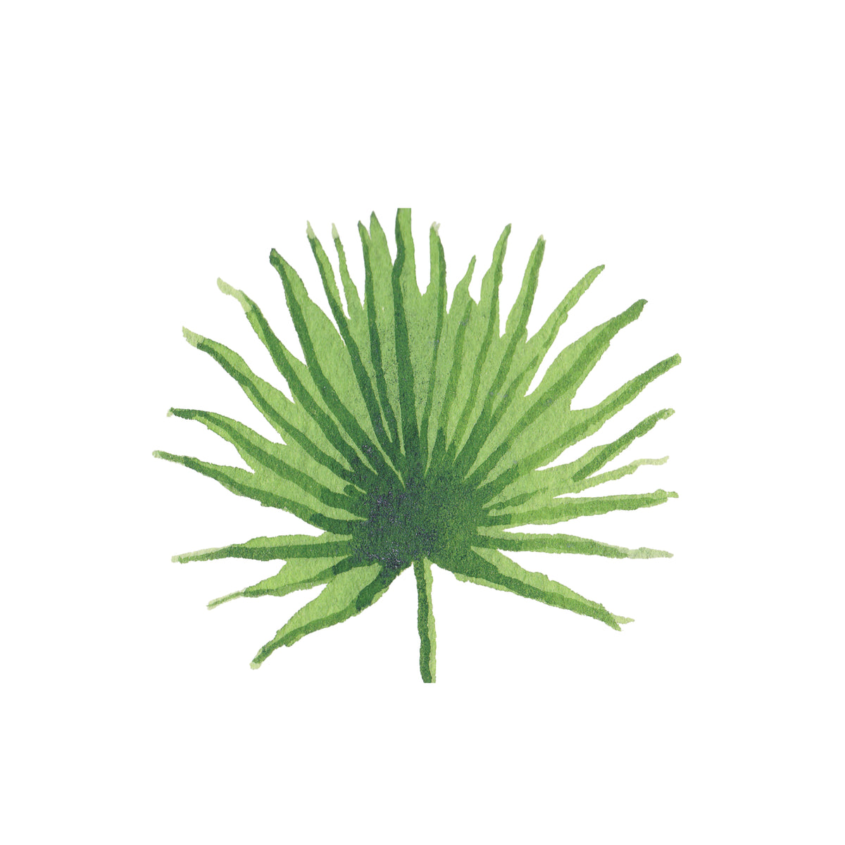 Palmetto Palm