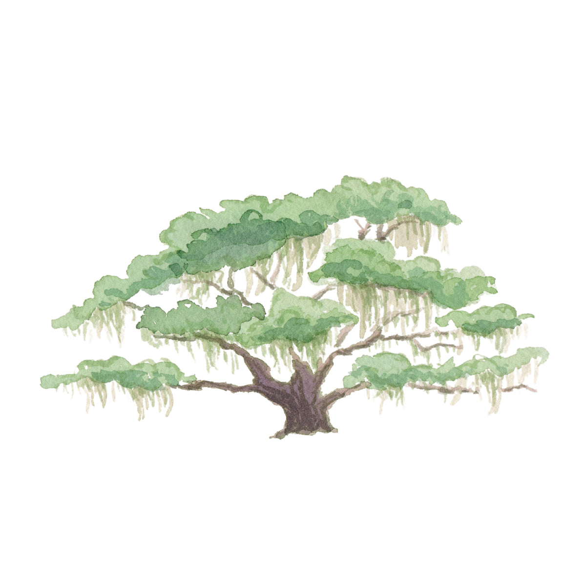 Southern Live Oak